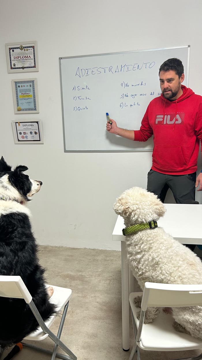 Clase grupal de adiestramiento al aire libre